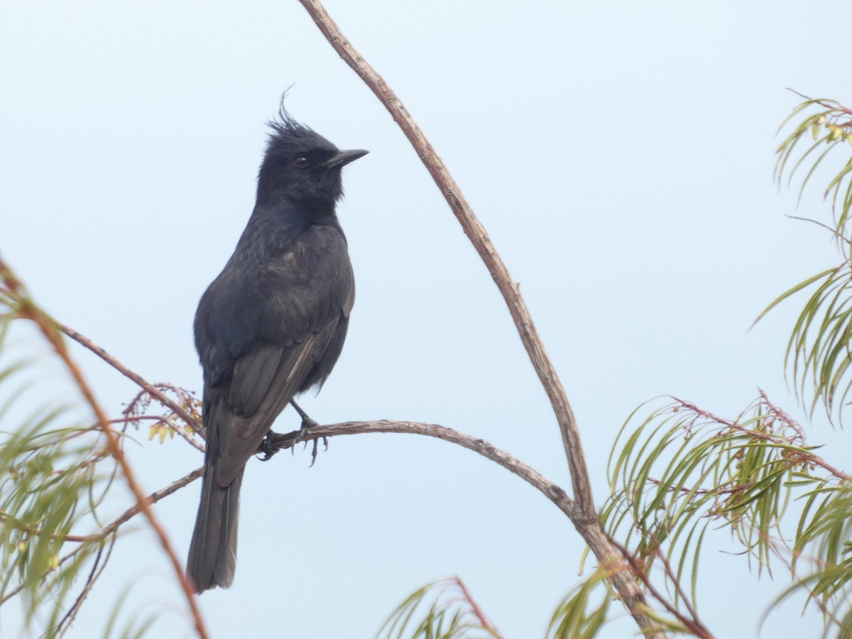 Crested Black-Tyrant - ML626061809