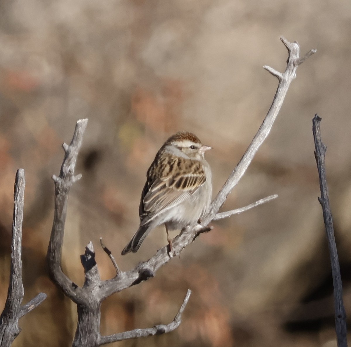 Chipping Sparrow - ML626061838