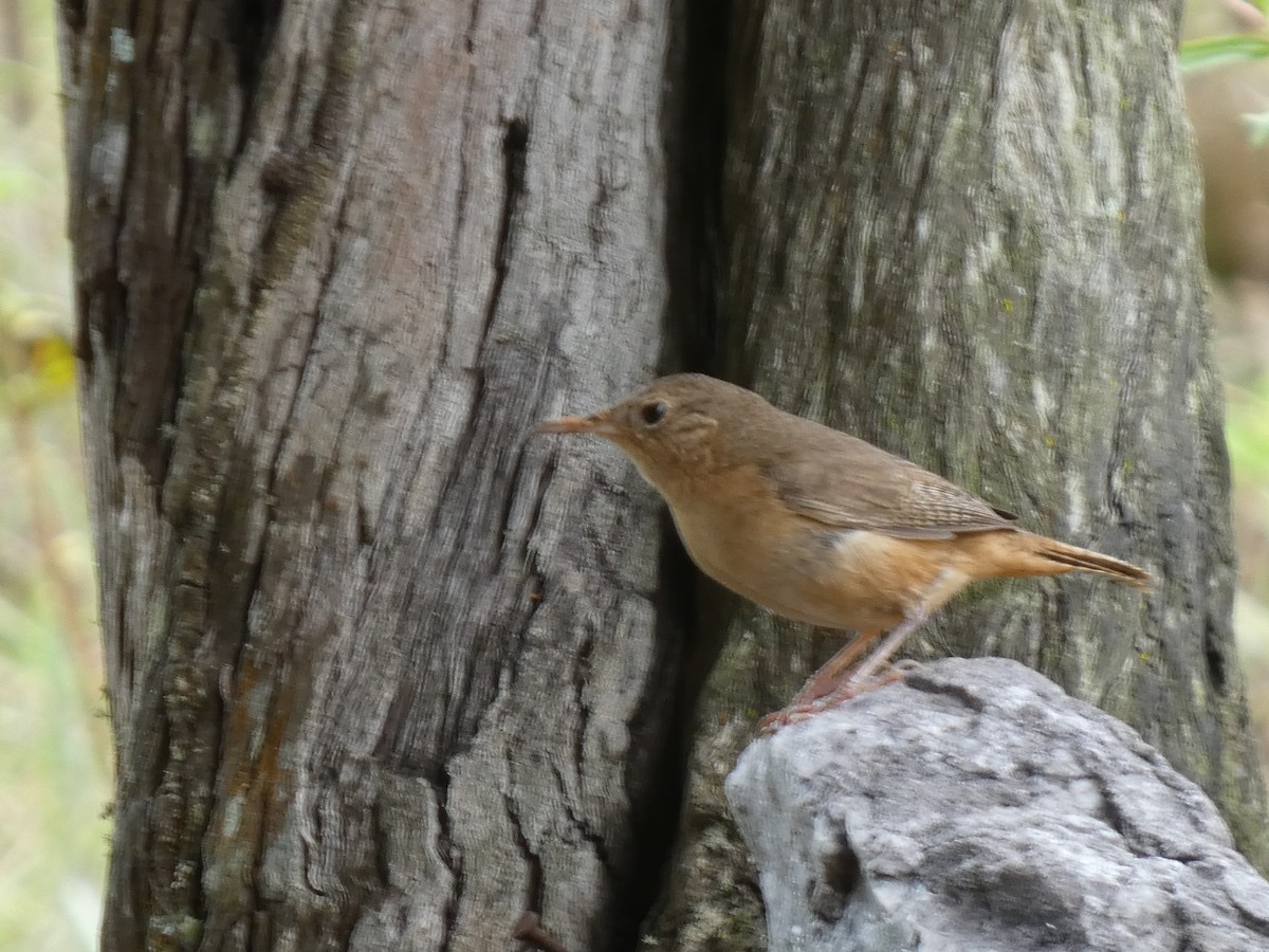 Southern House Wren - ML626061847