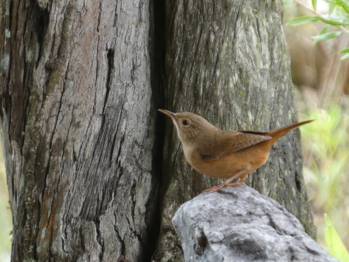 Southern House Wren - ML626061848