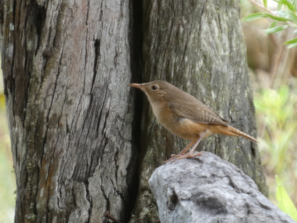 Southern House Wren - ML626061849