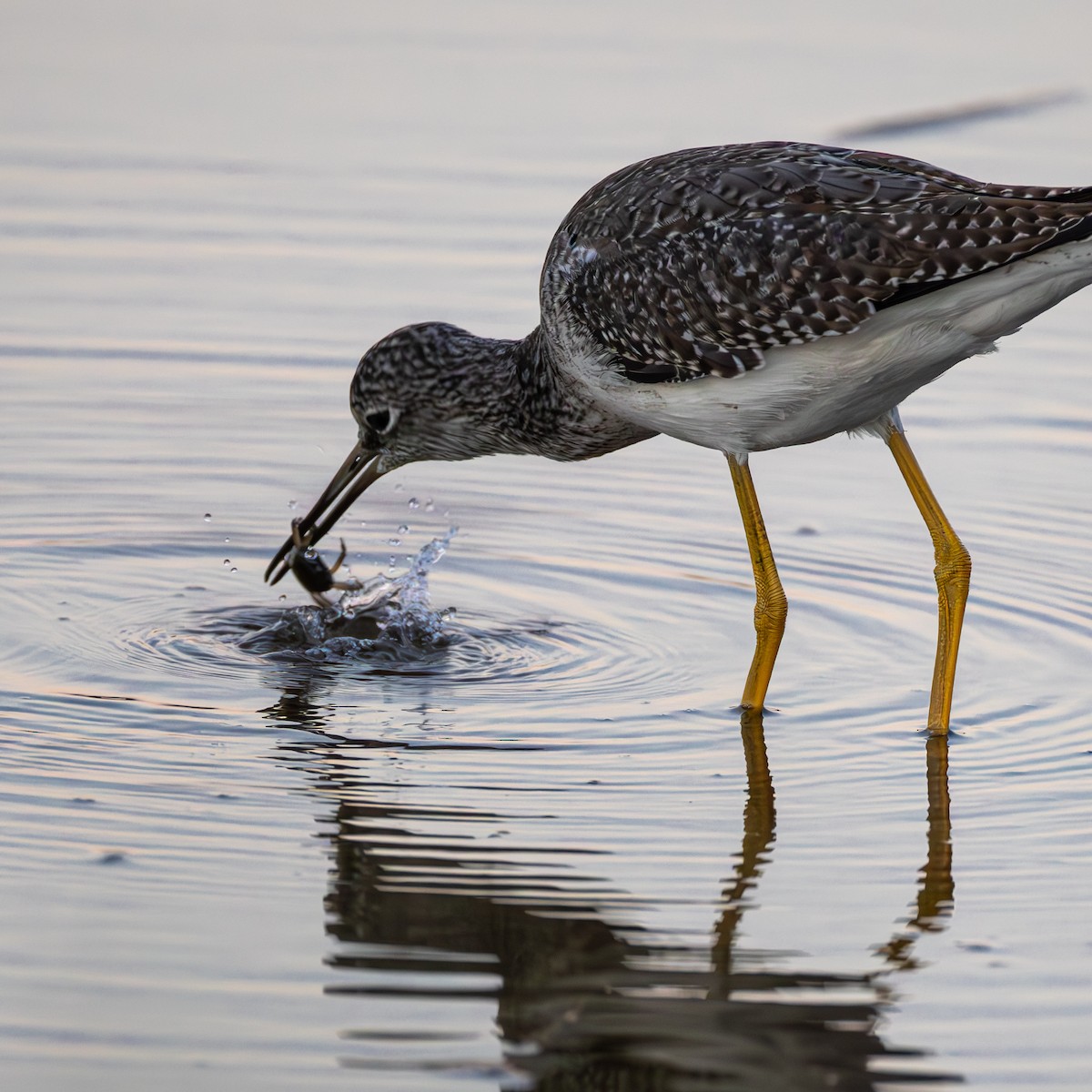 Greater Yellowlegs - ML626061863