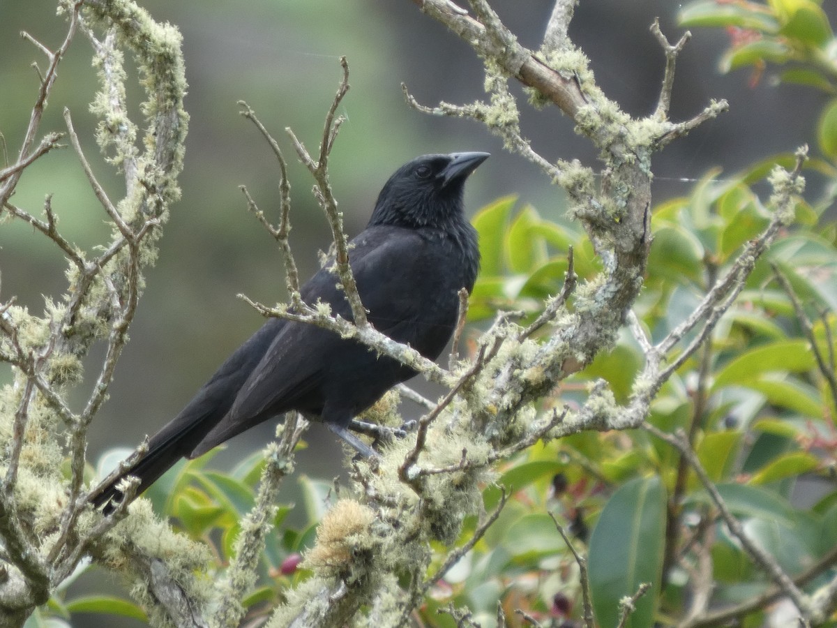 Chopi Blackbird - ML626061900