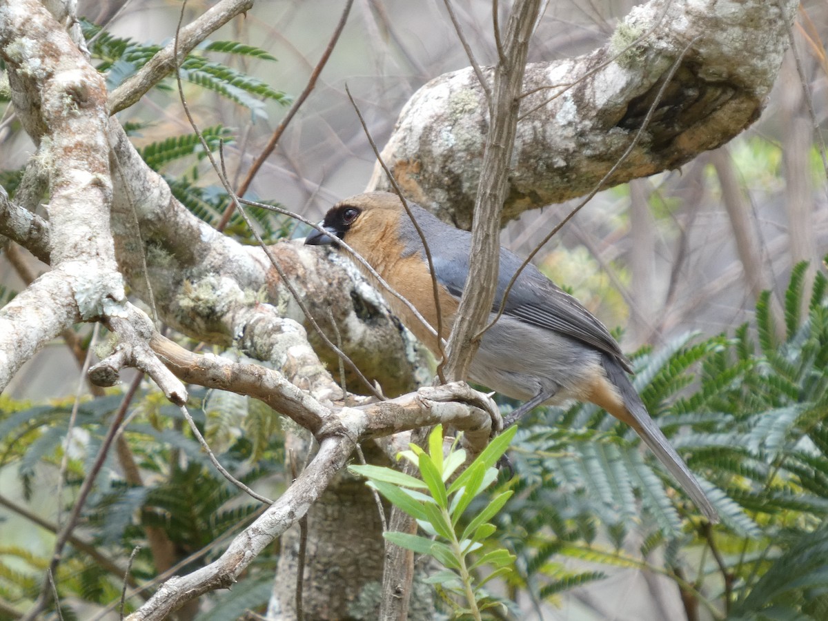 Cinnamon Tanager - ML626061909