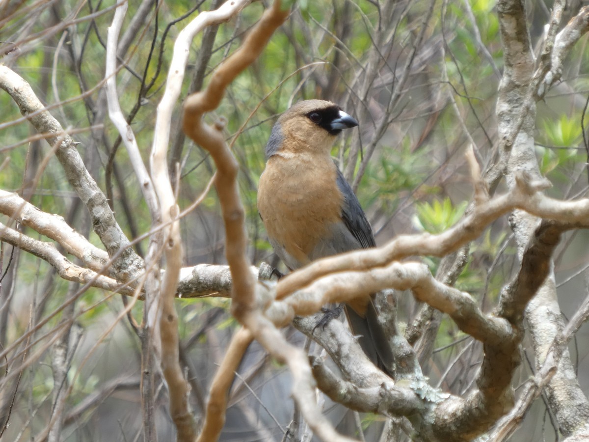 Cinnamon Tanager - ML626061910