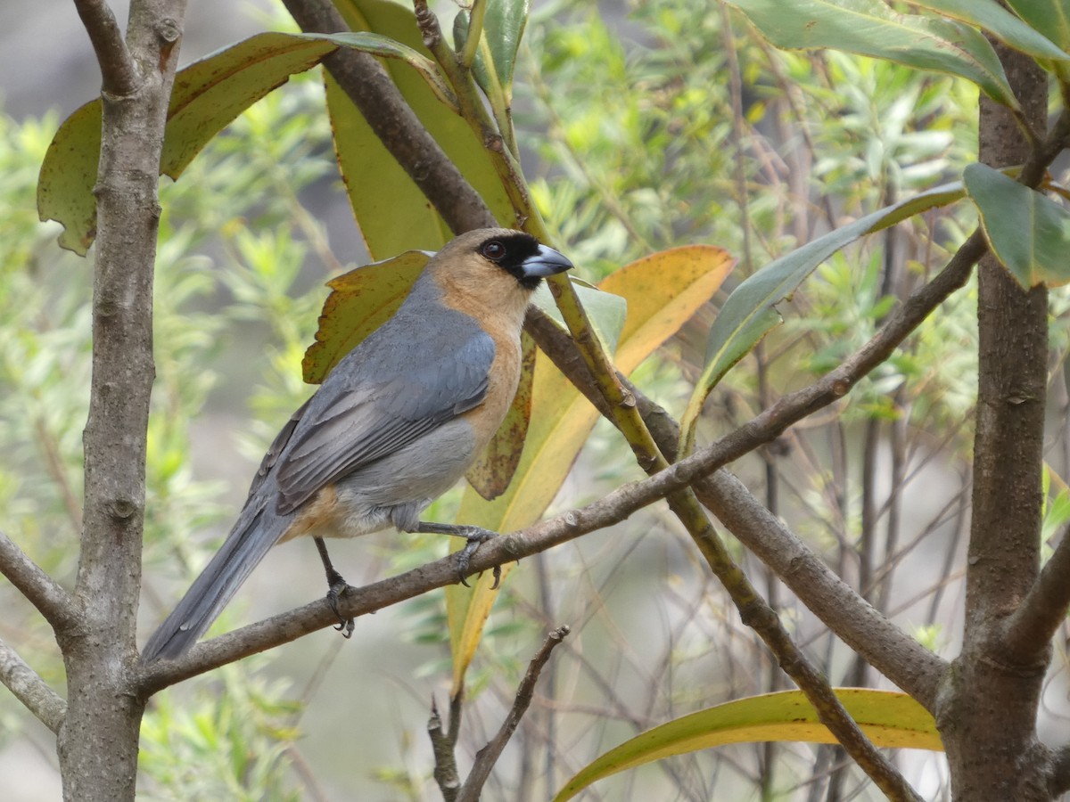 Cinnamon Tanager - ML626061915