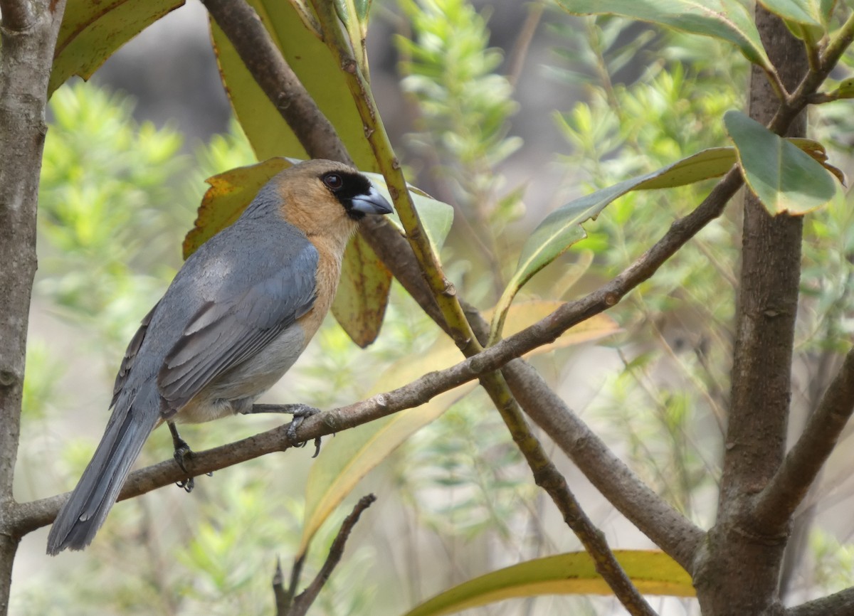 Cinnamon Tanager - ML626061917