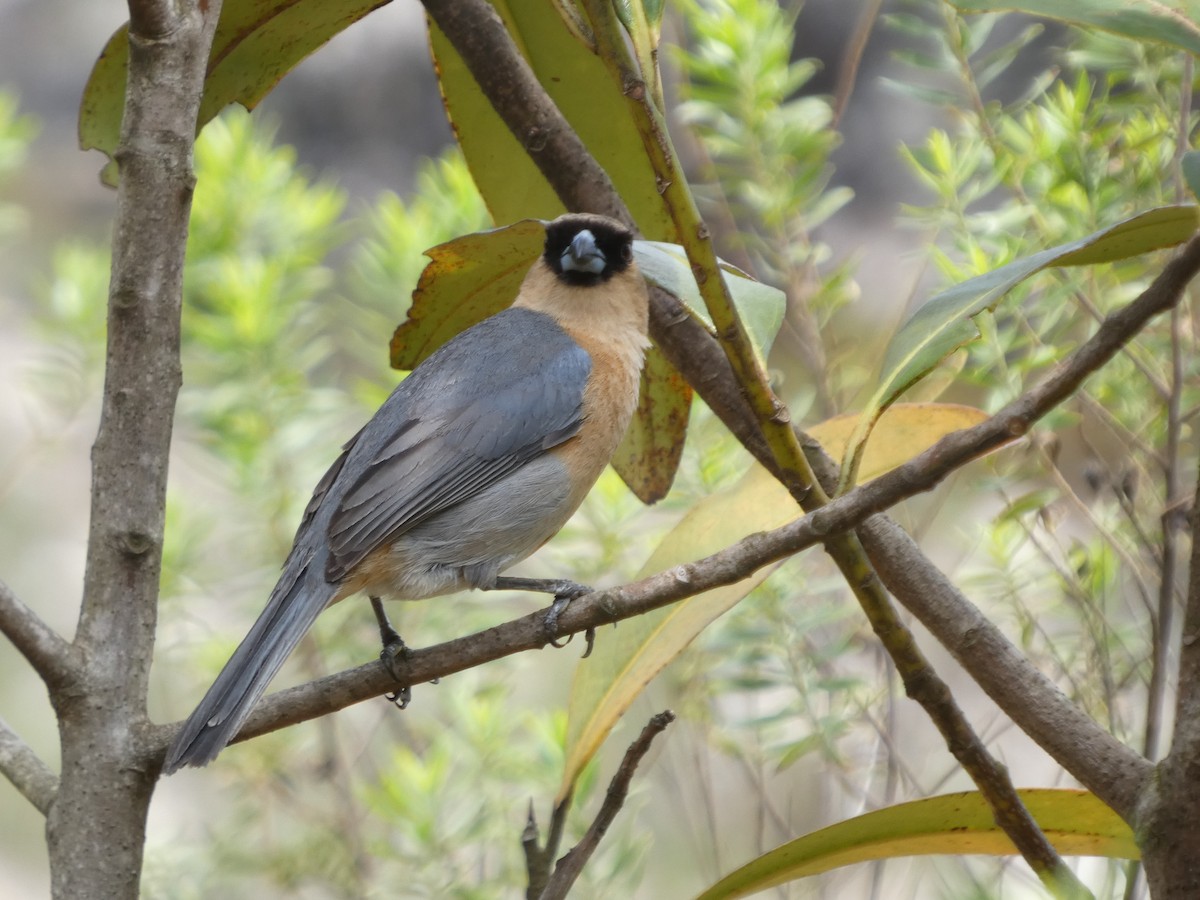 Cinnamon Tanager - ML626061918