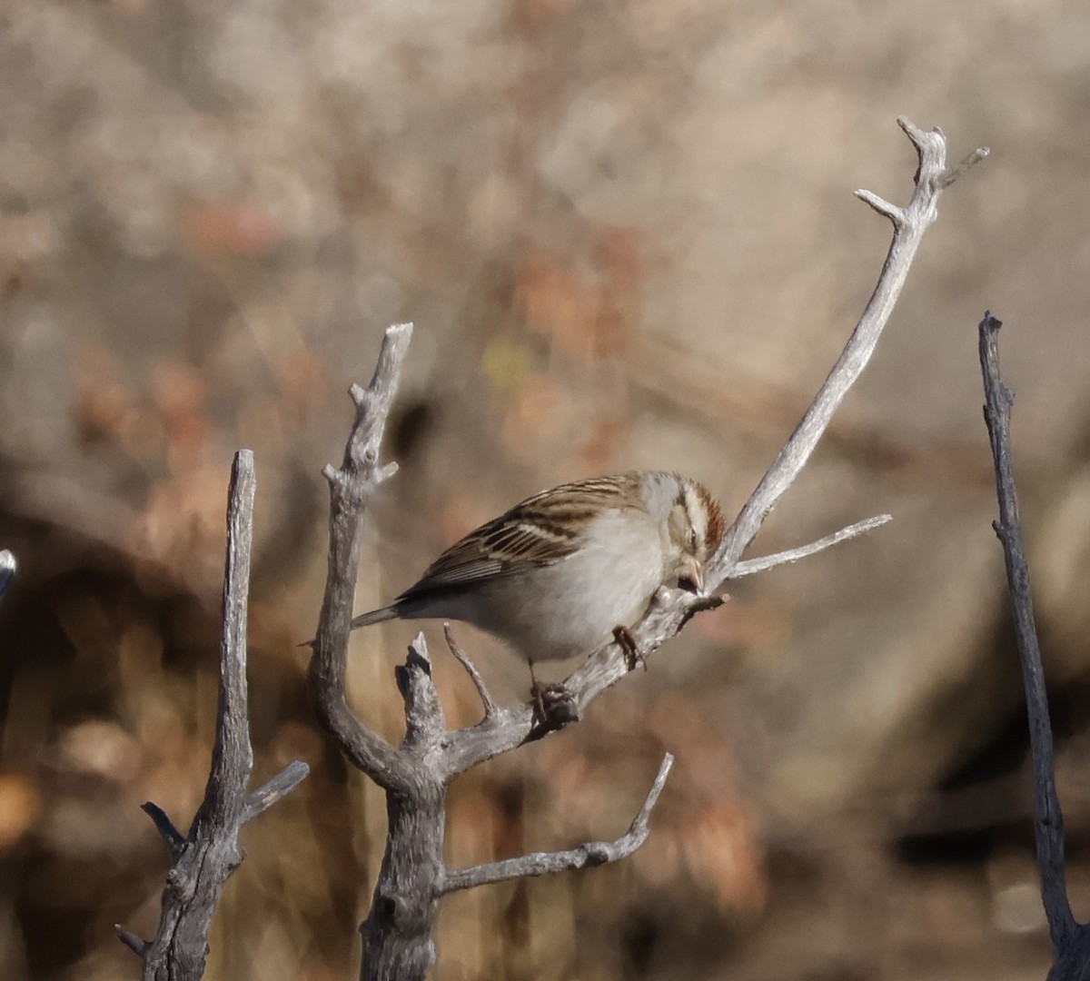 Chipping Sparrow - ML626061931