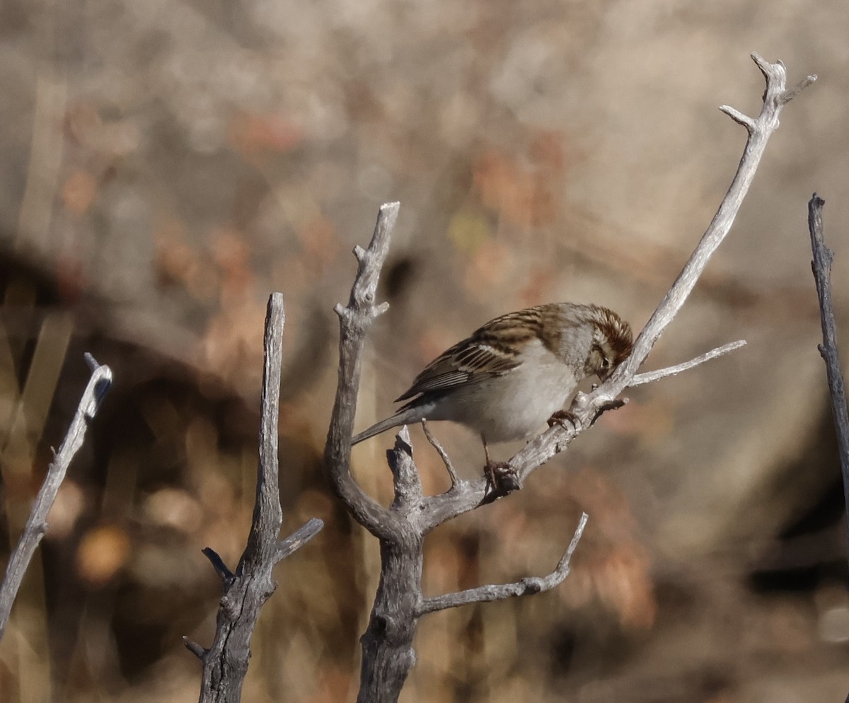 Chipping Sparrow - ML626062003