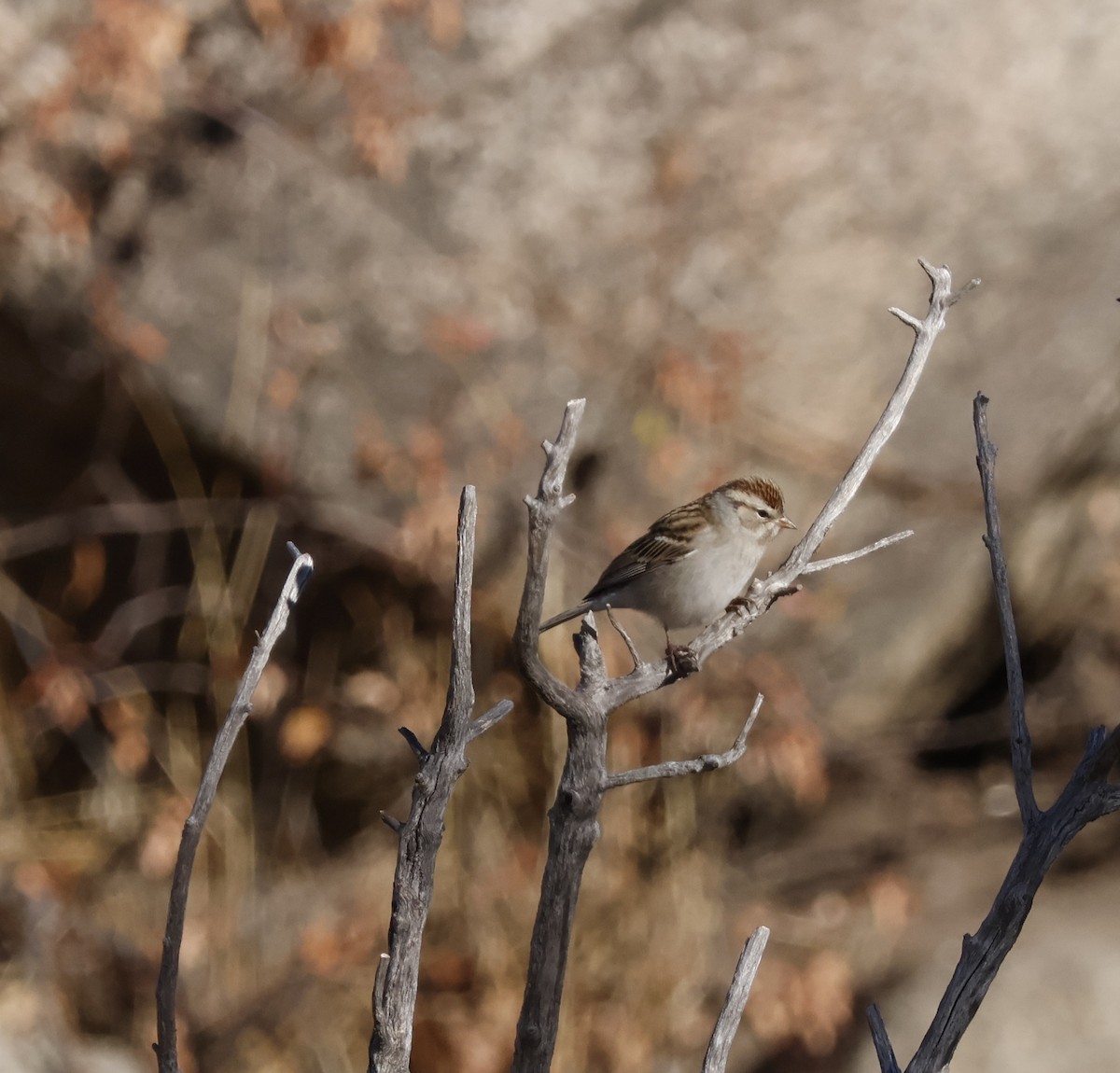 Chipping Sparrow - ML626062004