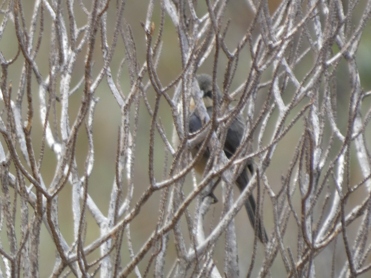 Long-tailed Reed Finch - ML626062025