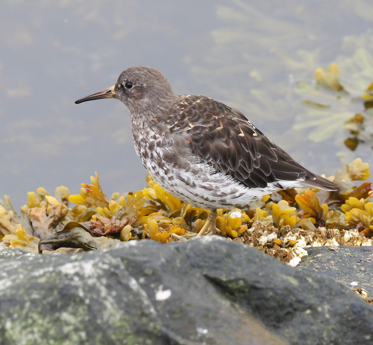 Rock Sandpiper - ML626062026