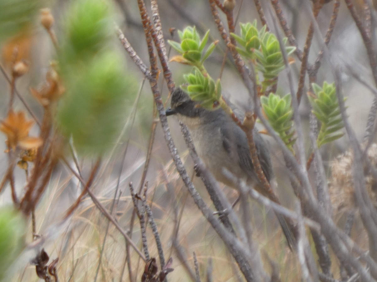 Long-tailed Reed Finch - ML626062027