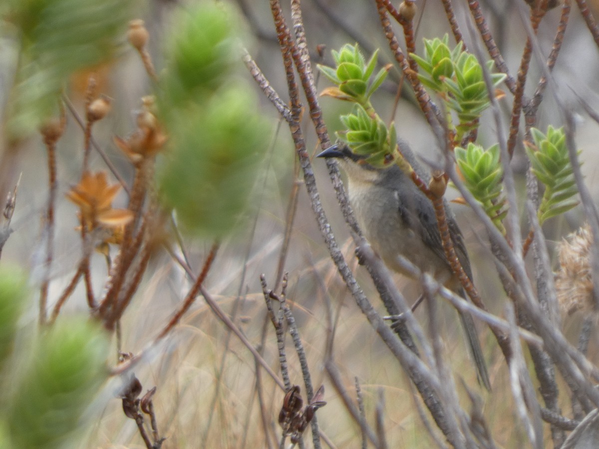 Long-tailed Reed Finch - ML626062028