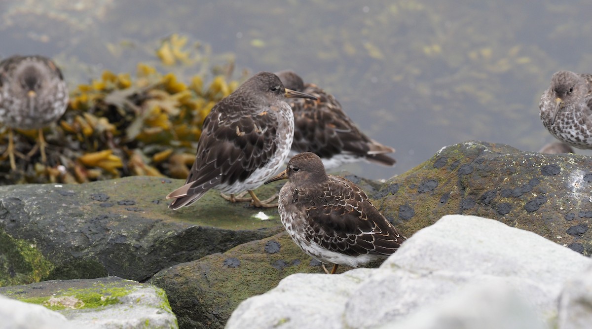 Rock Sandpiper - ML626062043