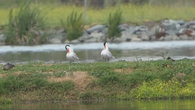 裏海燕鷗 - ML626062046