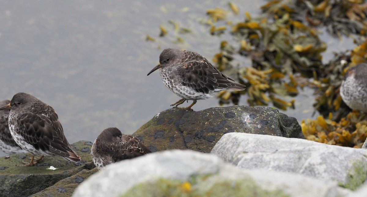 Rock Sandpiper - ML626062050