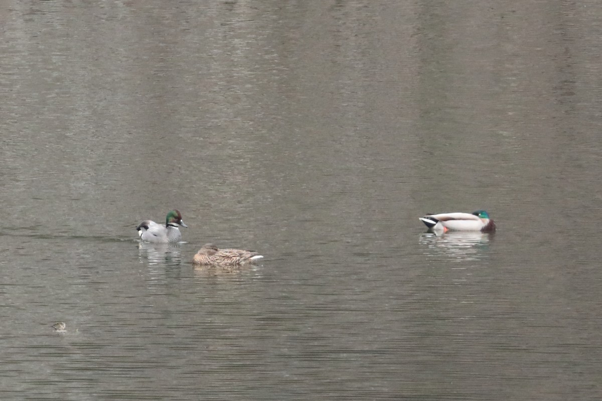 Canard à faucilles - ML626062079