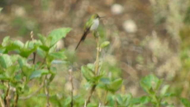 Gray-bellied Comet - ML626062082