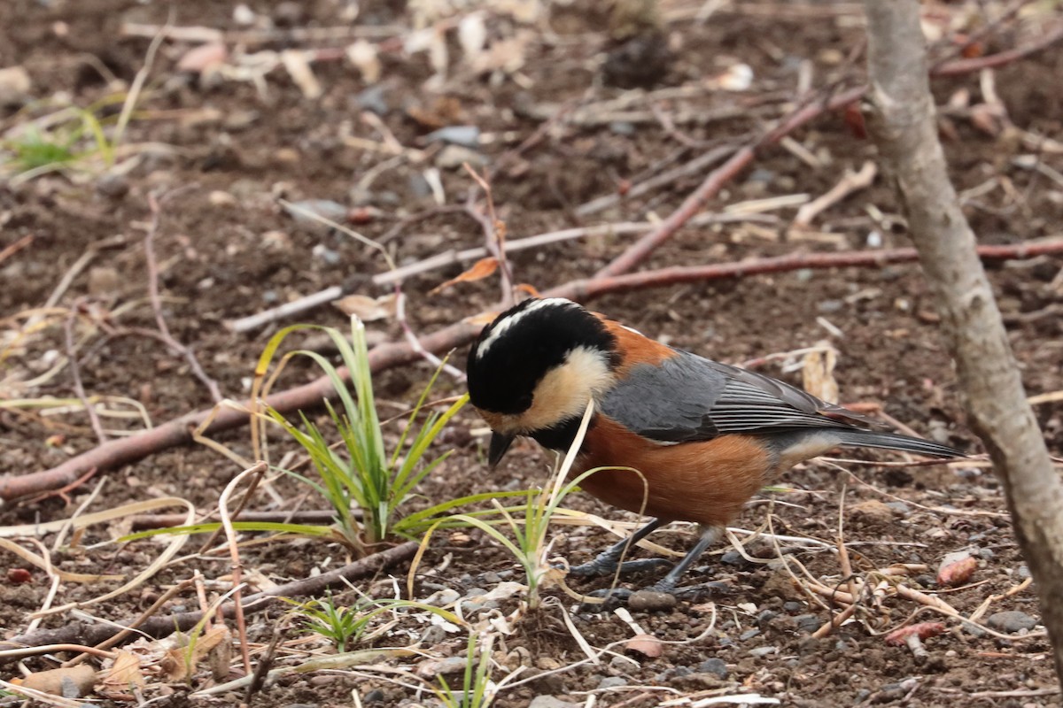 Mésange variée - ML626062090