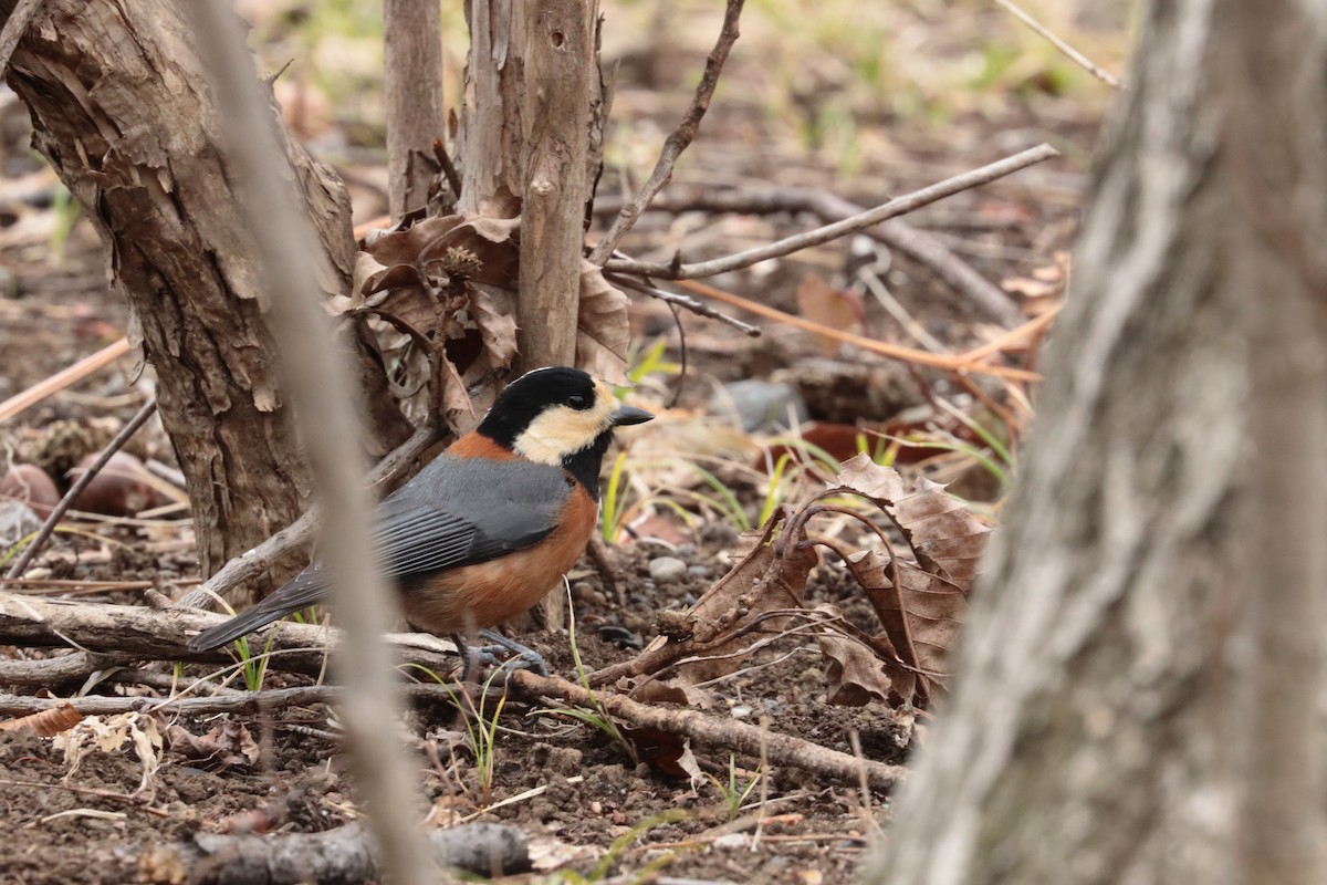 Mésange variée - ML626062091