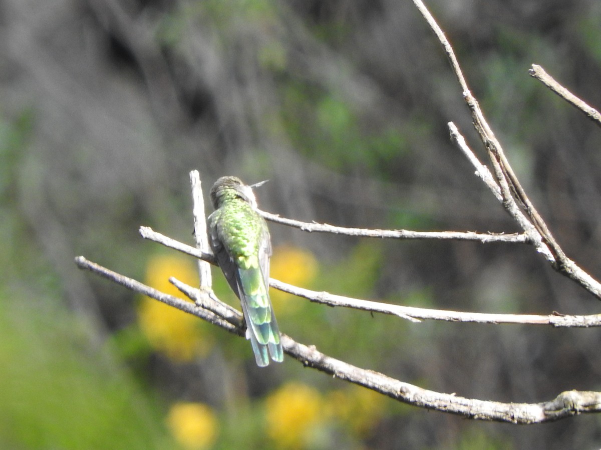 Gray-bellied Comet - ML626062260