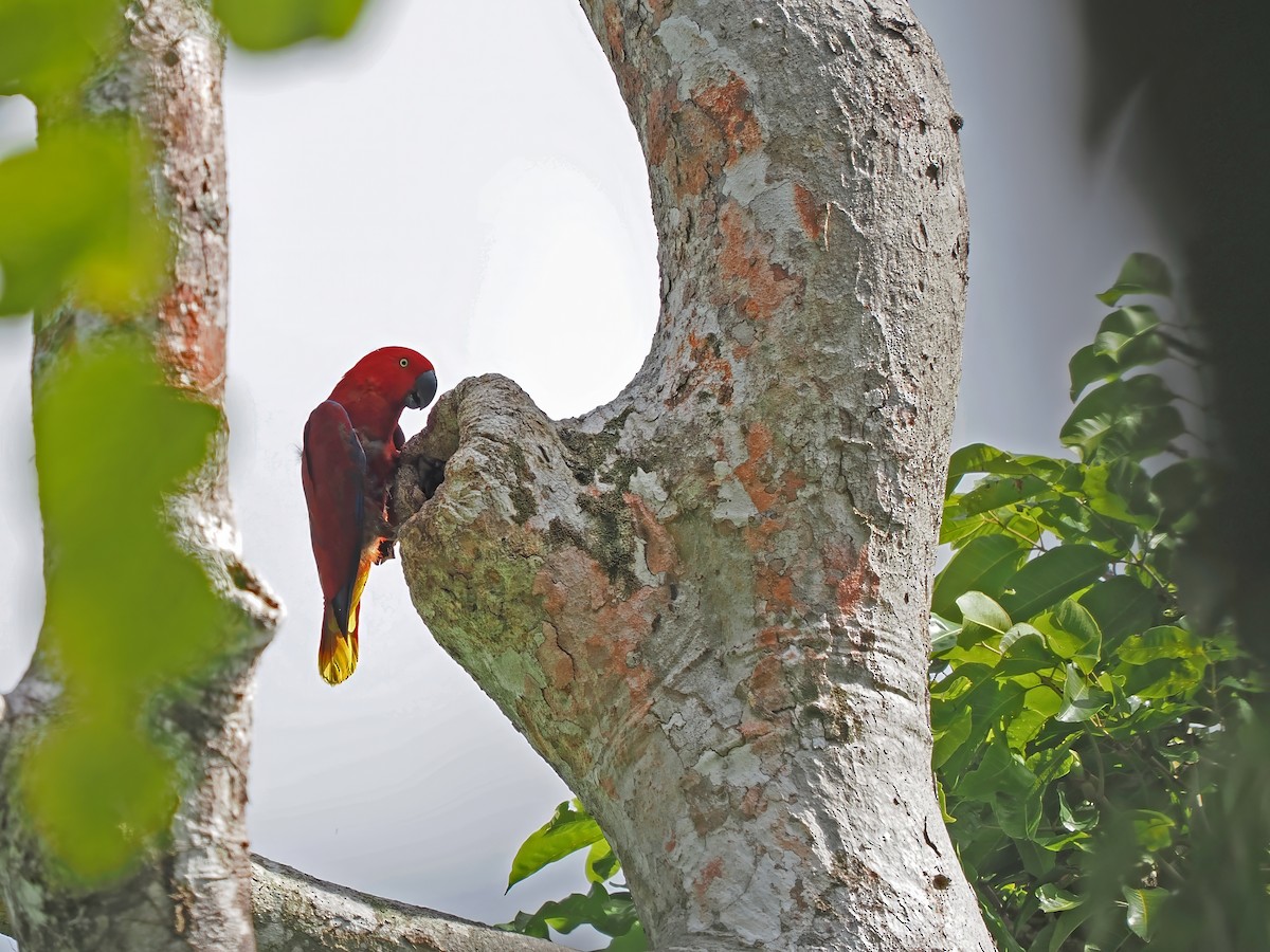 Tanimbar Eclectus - ML626062262