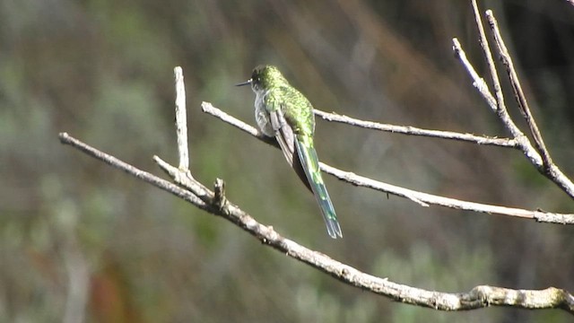 Gray-bellied Comet - ML626062355