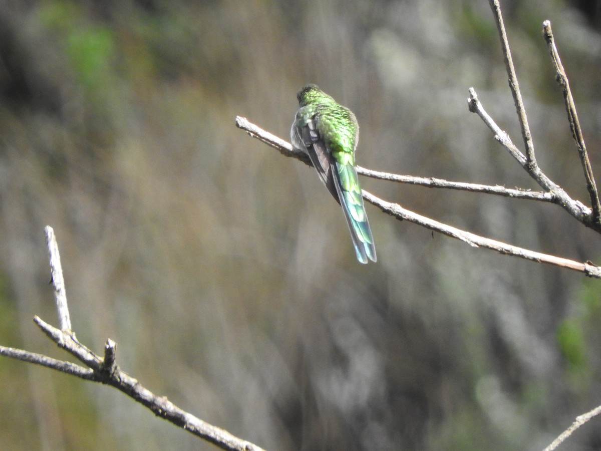 Gray-bellied Comet - ML626062375