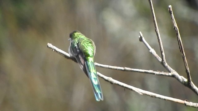 Gray-bellied Comet - ML626062409