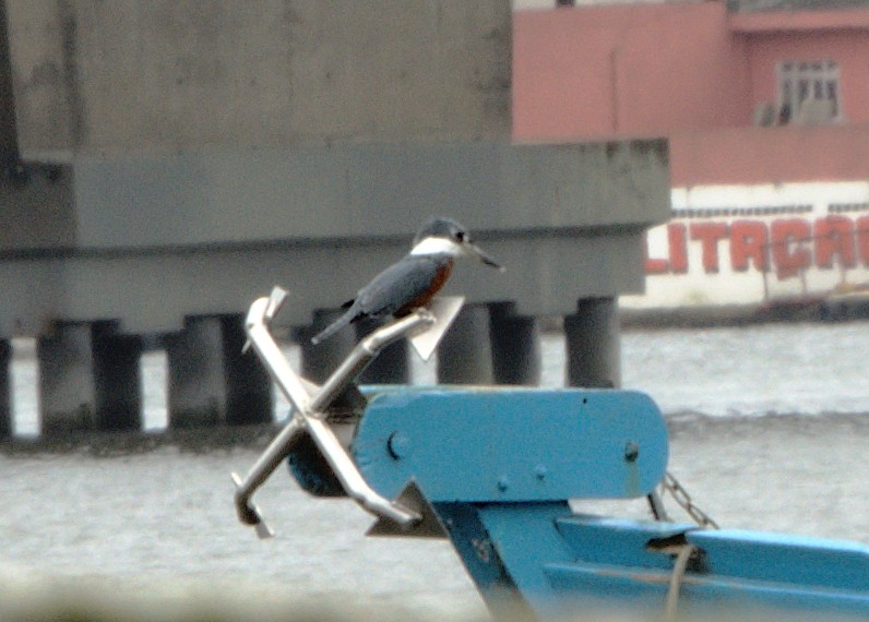 Ringed Kingfisher - ML626062432