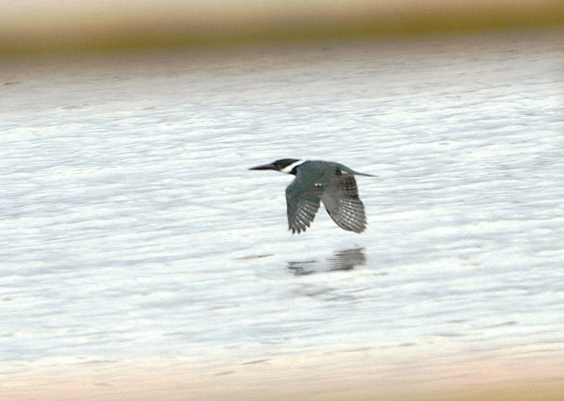 Amazon Kingfisher - ML626062436