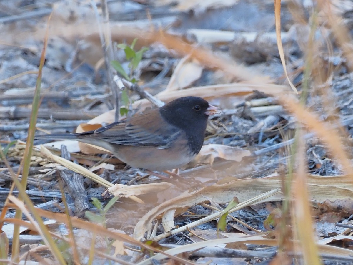 Junco Ojioscuro - ML626062437