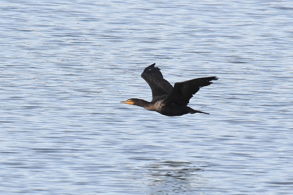 Neotropic Cormorant - ML626062504