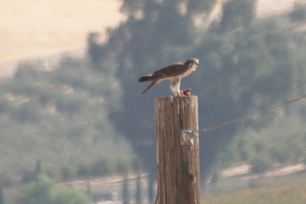 Prairie Falcon - ML626062531