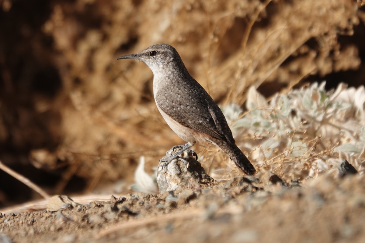 Rock Wren - ML626062556
