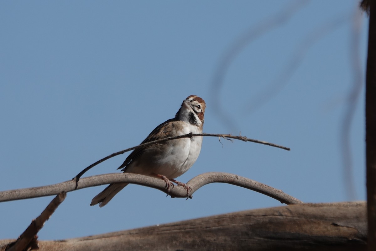 Lark Sparrow - ML626062590