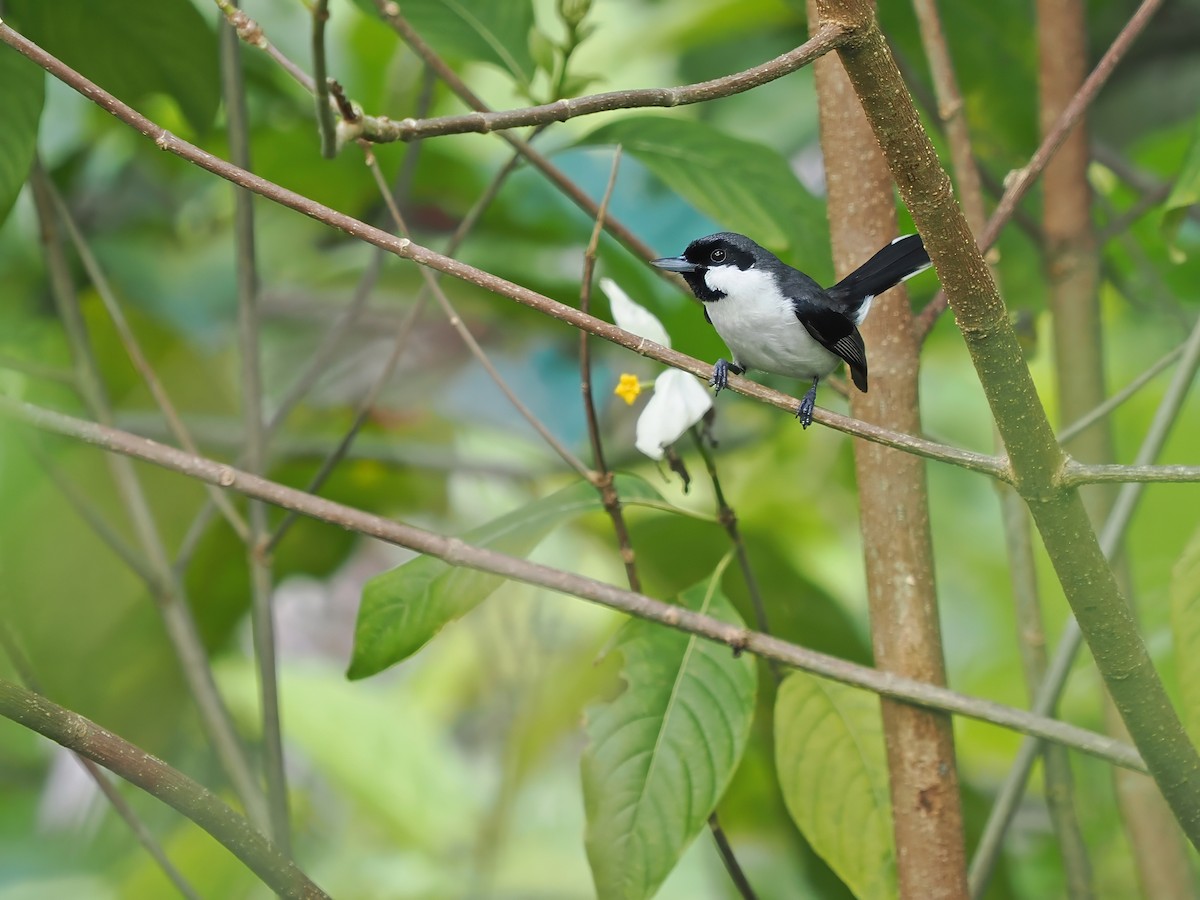 Banda Sea Monarch - ML626062592