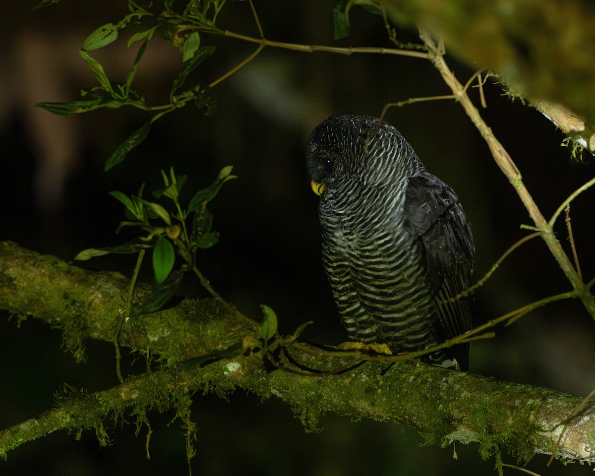 Black-banded Owl - ML626062623