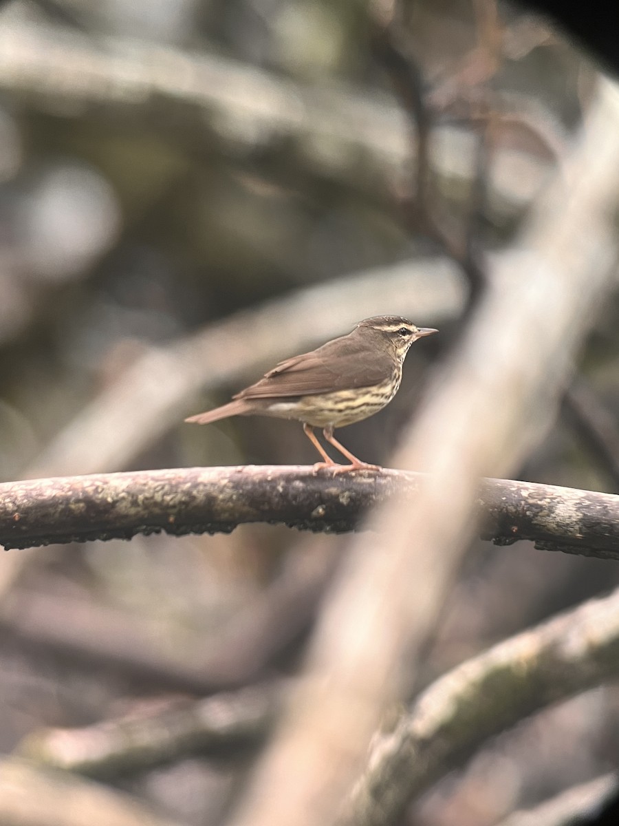 Northern Waterthrush - ML626062688