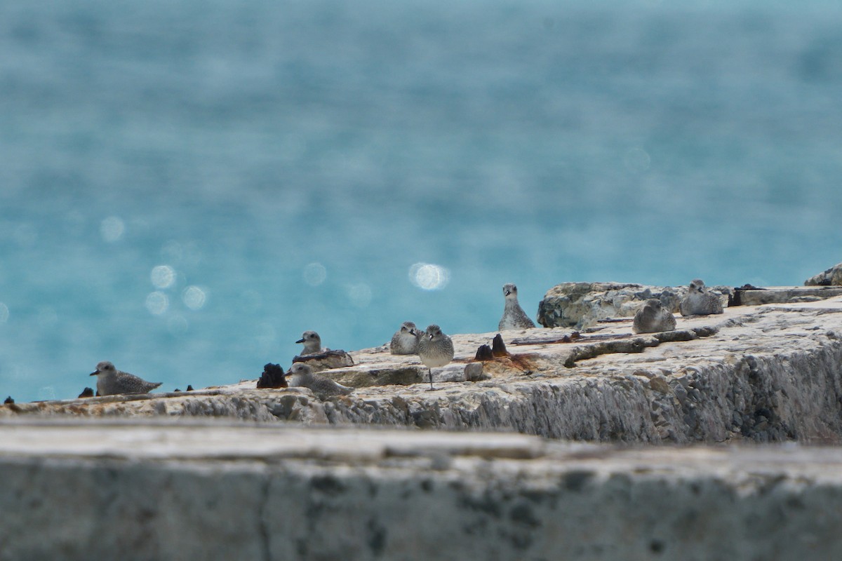 Black-bellied Plover - ML626062817