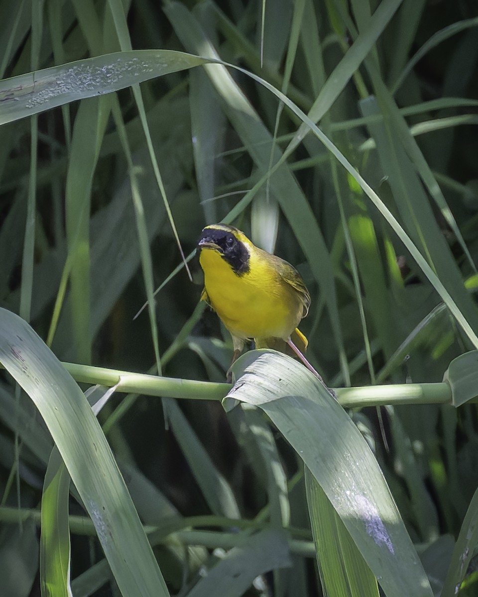 Belding's Yellowthroat - ML626062819