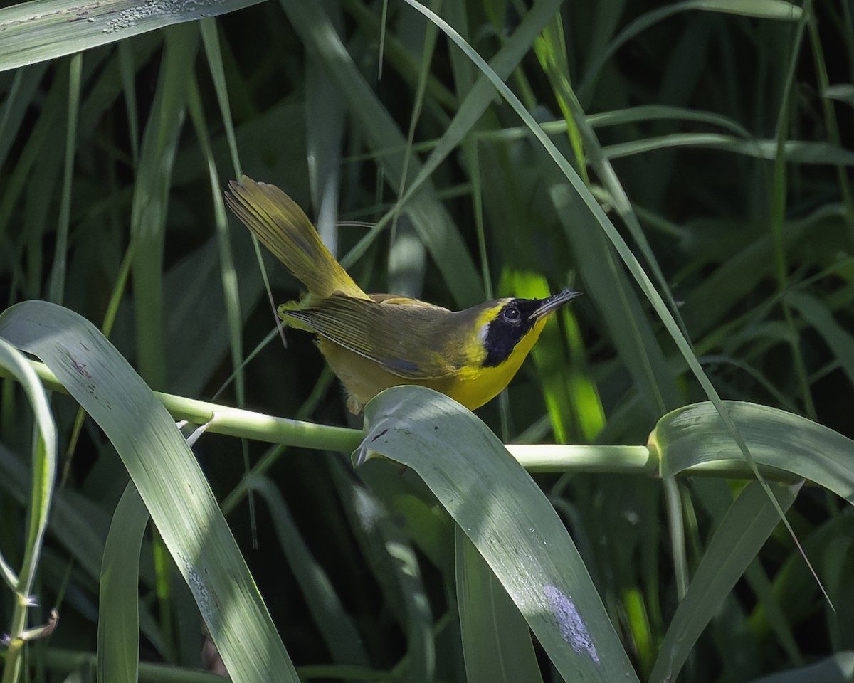 Belding's Yellowthroat - ML626062820