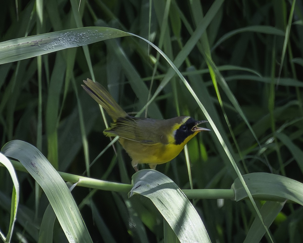 Belding's Yellowthroat - ML626062821