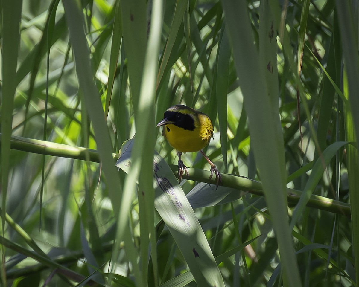 Belding's Yellowthroat - ML626062822