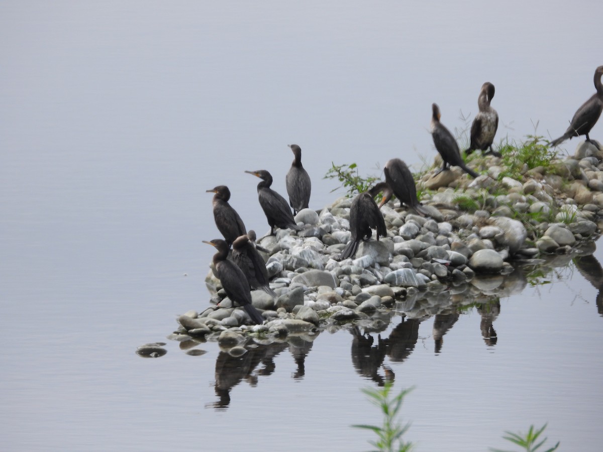 Neotropic Cormorant - ML626062913