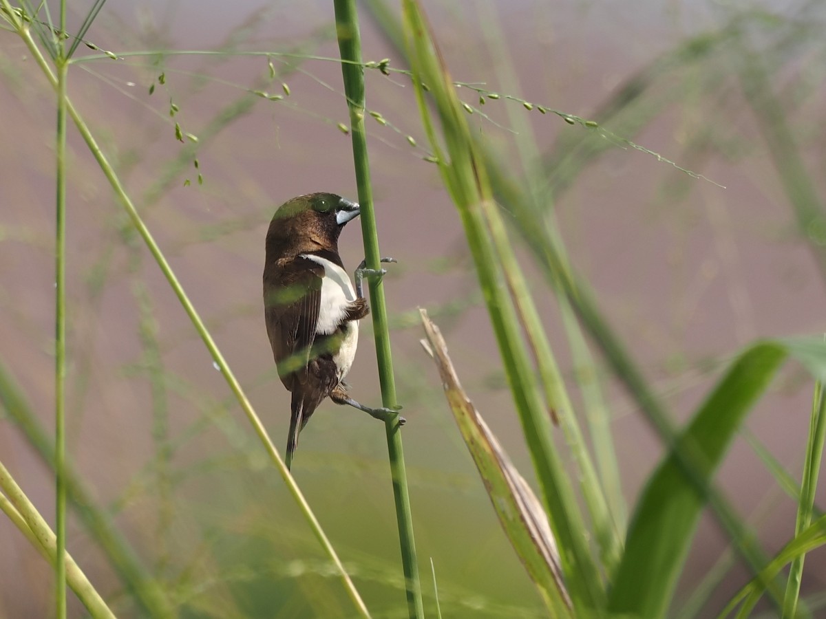 Javan Munia - ML626062953