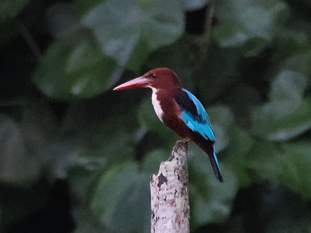 White-throated Kingfisher - ML626063184