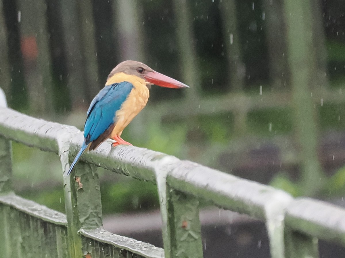 Stork-billed Kingfisher - ML626063185
